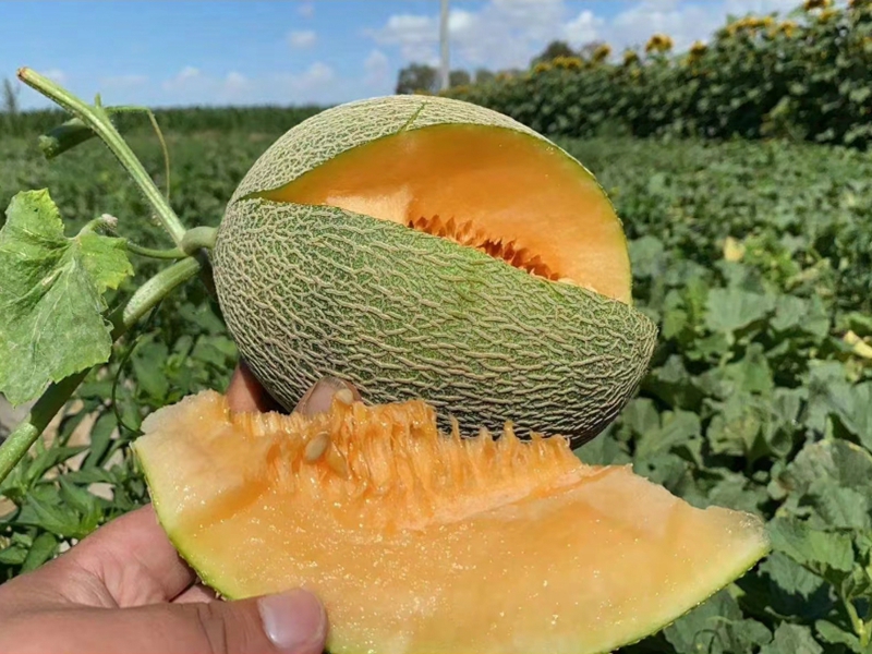 哈密瓜 哈密瓜